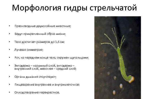 Кракен даркнет слушать